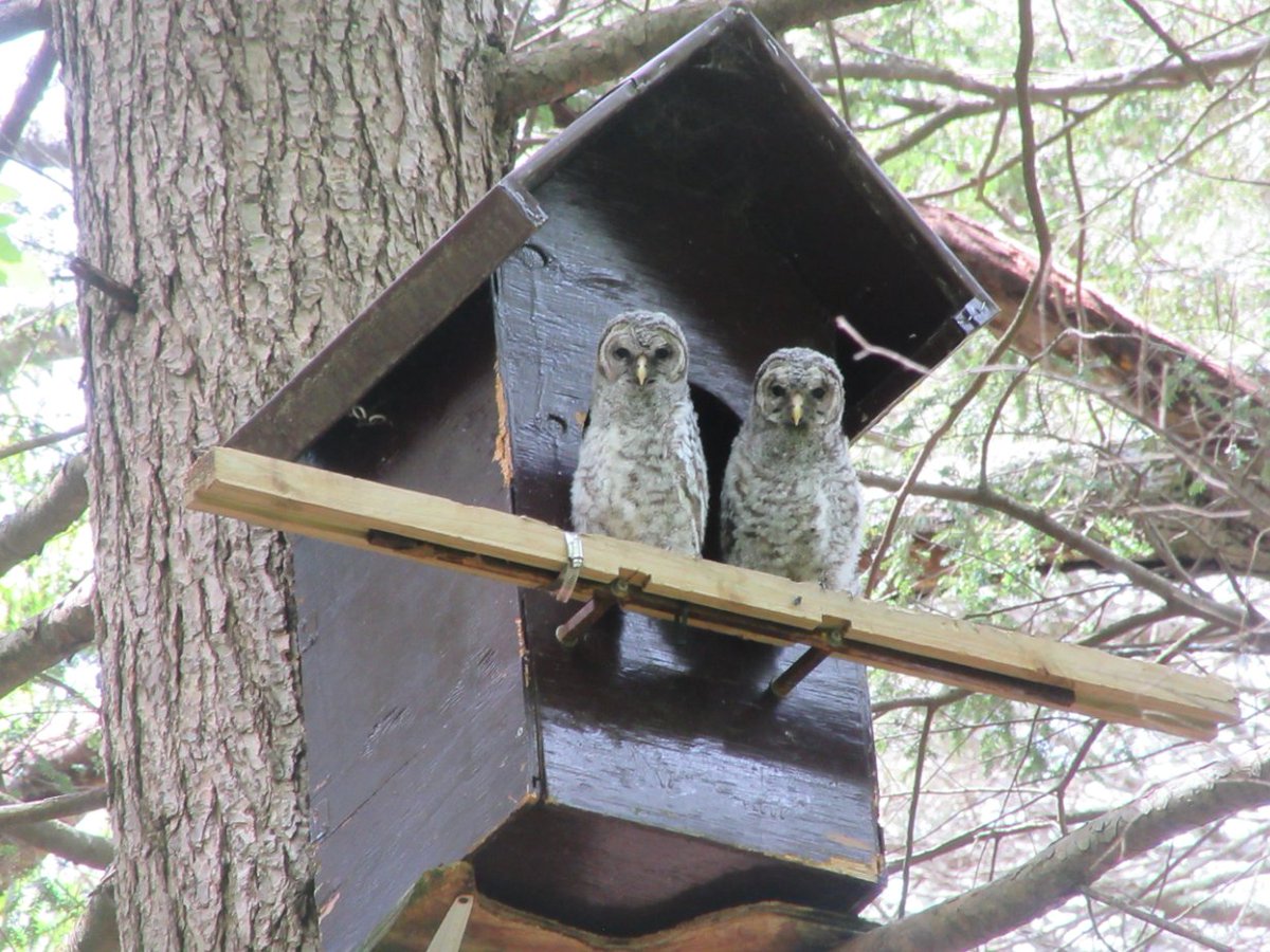 Safigirl17's tweet photo. A baby woodchuck and owlets.
#LoveNature #NHNature #Woodchuck #BarredOwl https://t.co/i5cn3F8bL1