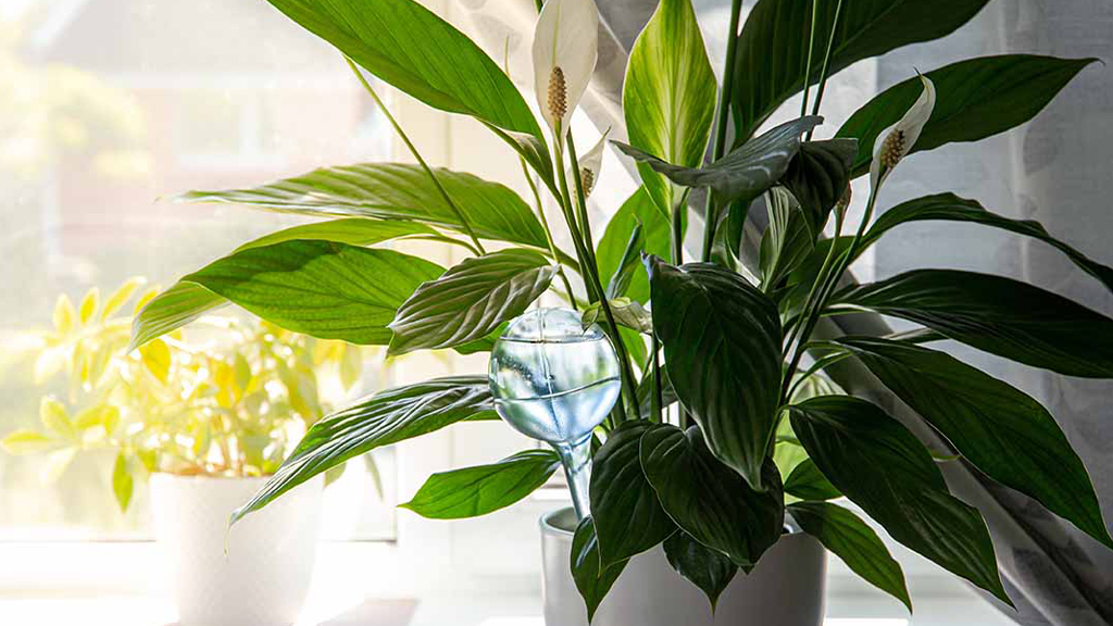 Spathiphyllum plant

Peace lilies are popular indoor plants due to their ease of care and ability to thrive in low light conditions. The spathe reaches up to 10 inches (25 cm) in length and it often considered as petals. 

santhionlineplants.com