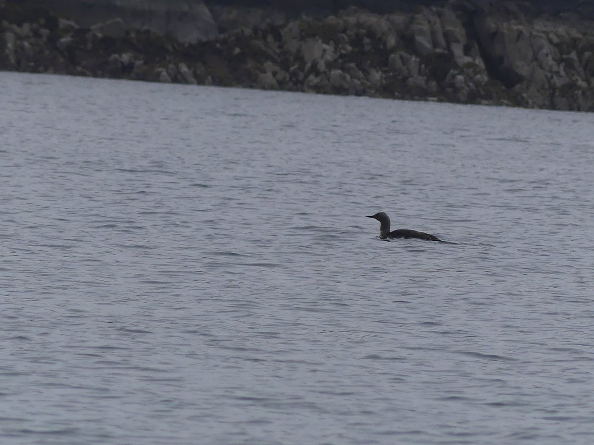 When we arrived at Tarbet we saw these greylag with gosling & a common sandpiper flew past. On the boat we got great views of Arctic tern, black guillemot, guillemot, eider, gannet & red throated diver. #HandaIsland #BirdsOfTwitter