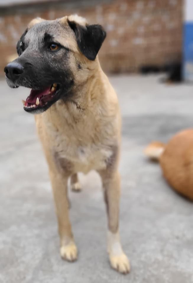 KSARshelter's tweet photo. #facesofKSAR
#tendollartuesday
#matchme

We are going to call the end of the night today/Tuesday in North America our cutoff line for placement so that there is sufficient time to complete the permitting paperwork. 

Look at these sweet faces - don’t leave them behind.

https://t.co/rGFDC9jgyJ 

We are still in need of 15 homes for our dogs, so please check out the link with bios of our 15 still available (some on the site have already just found forever homes during this posting). 

https://t.co/9Nl9ZwvhNG