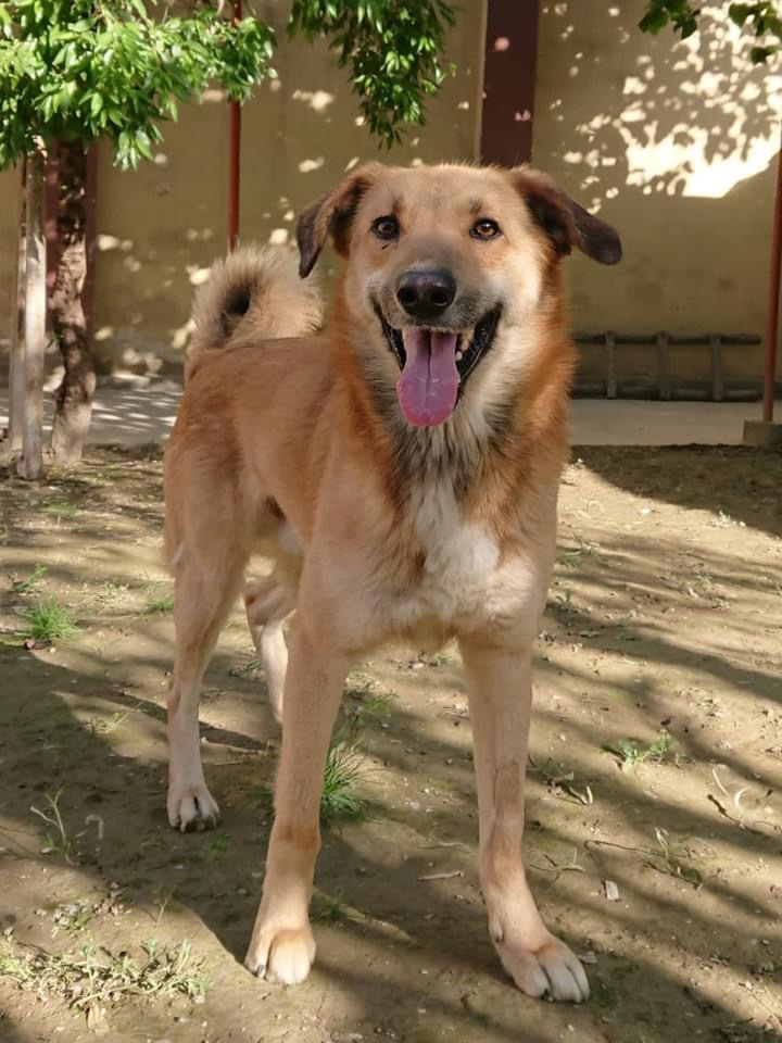 KSARshelter's tweet photo. #facesofKSAR
#tendollartuesday
#matchme

We are going to call the end of the night today/Tuesday in North America our cutoff line for placement so that there is sufficient time to complete the permitting paperwork. 

Look at these sweet faces - don’t leave them behind.

https://t.co/rGFDC9jgyJ 

We are still in need of 15 homes for our dogs, so please check out the link with bios of our 15 still available (some on the site have already just found forever homes during this posting). 

https://t.co/9Nl9ZwvhNG