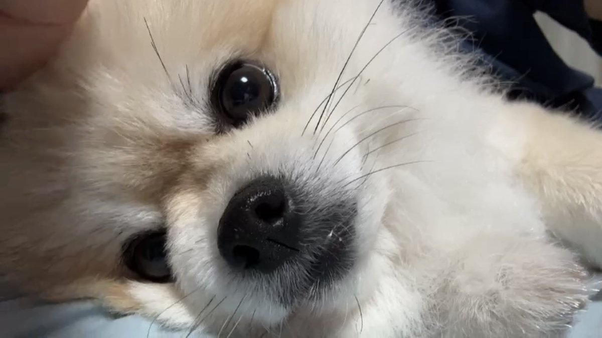 LOLdalrae's tweet photo. 아니 둥이 테라피 미쳤네 https://t.co/qy5HOyz33t