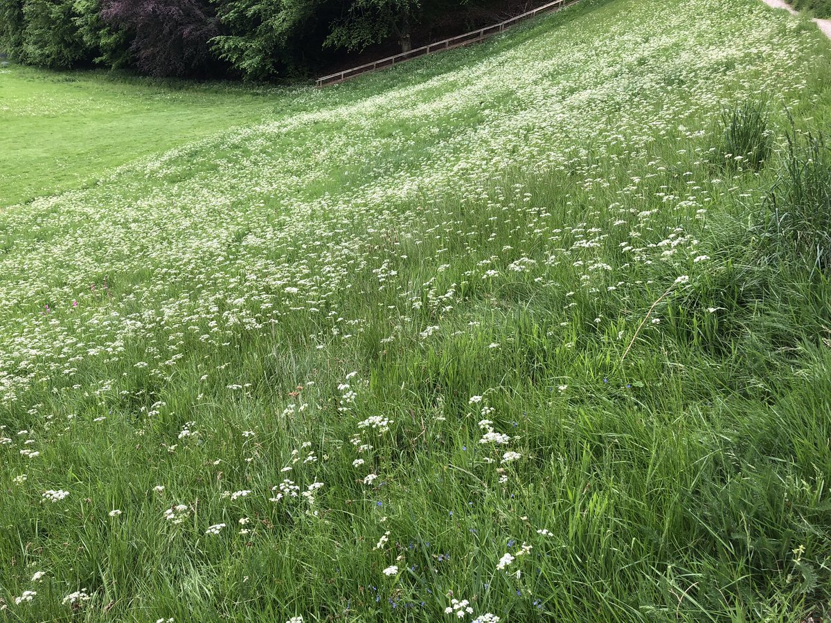 dornochlassie's tweet photo. #Pignut hill …. No idea what it’s called but it’s my name for it 💚 https://t.co/69xgn5b1mb