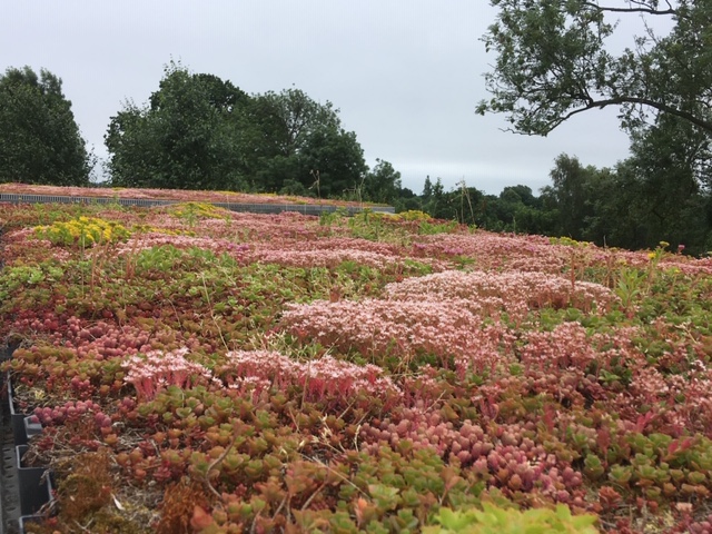 GrufeKit's tweet photo. Our Sedum &amp; Wildflower GrufeTiles burst into colour during these summer months and look amazing on your roofs!⁠
⁠
To find out more about how you can transform your roof to look like this one, visit our website https://t.co/WHaMQZjL1U
⁠
#grufekit #greenroof #greenroofs https://t.co/OL7AS7UkEt