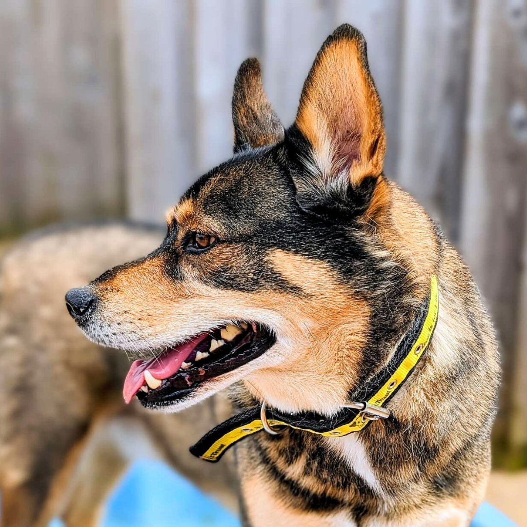 👋 Meet Django and isn't he a looker! This gent has just become available and is scouting for his pawfect match 💛 Is Django right for you? Apply today!  

#DogsTrust #DogsTrustCardiff #AdoptMe #IneedAHome  #AdoptDontShop #Crossbreed