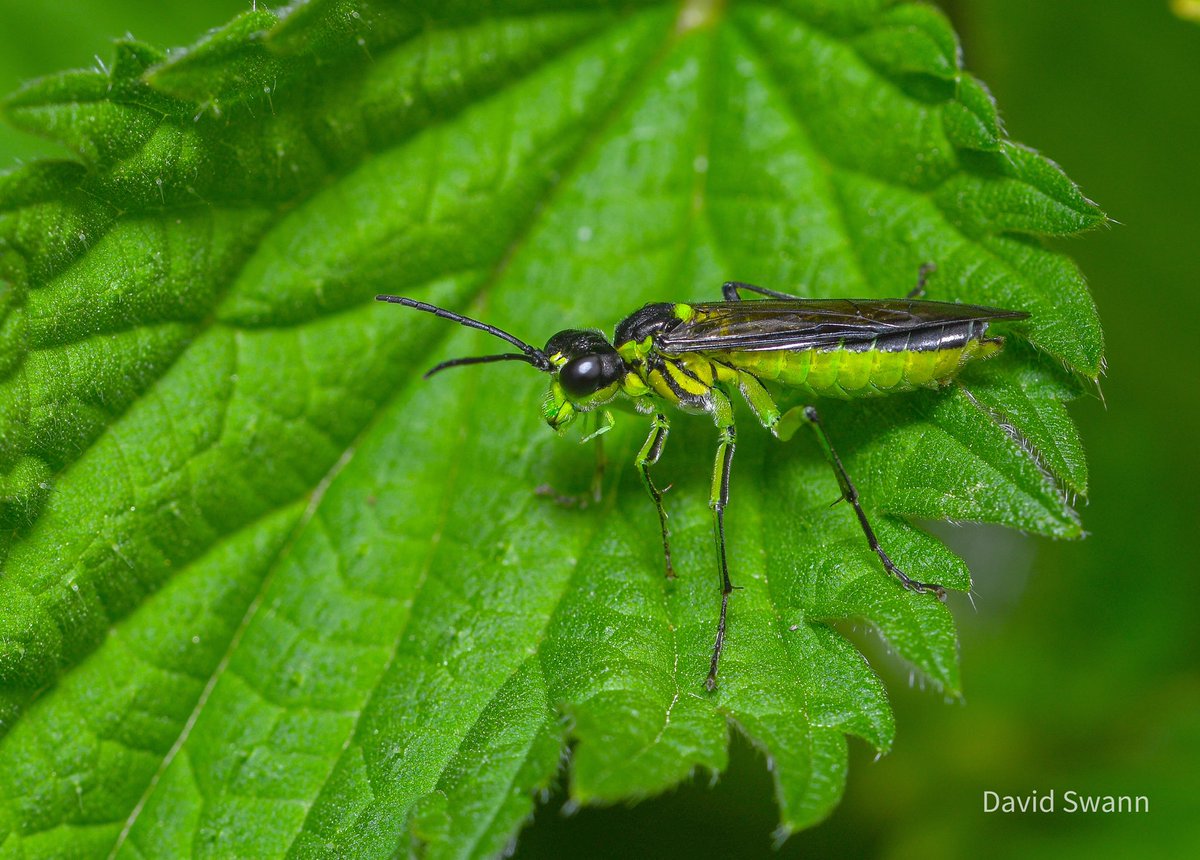 Black-backed Sawfly. @Natures_Voice @NorthYorkMoors @WoodlandTrust @YorksWildlife @Buzz_dont_tweet @CUPOTYawards