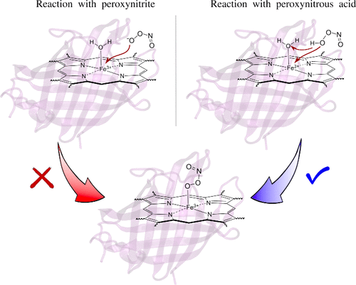 Mechanism of Peroxynitrite Interaction with Ferric M. tuberculosis Nitrobindin: A Computational Study | Inorganic Chemistry pubs.acs.org/doi/10.1021/ac… Estrin and co-workers @InorgChem #nitrobindins #heme #peroxynitrite #DFT #QM_MM #water