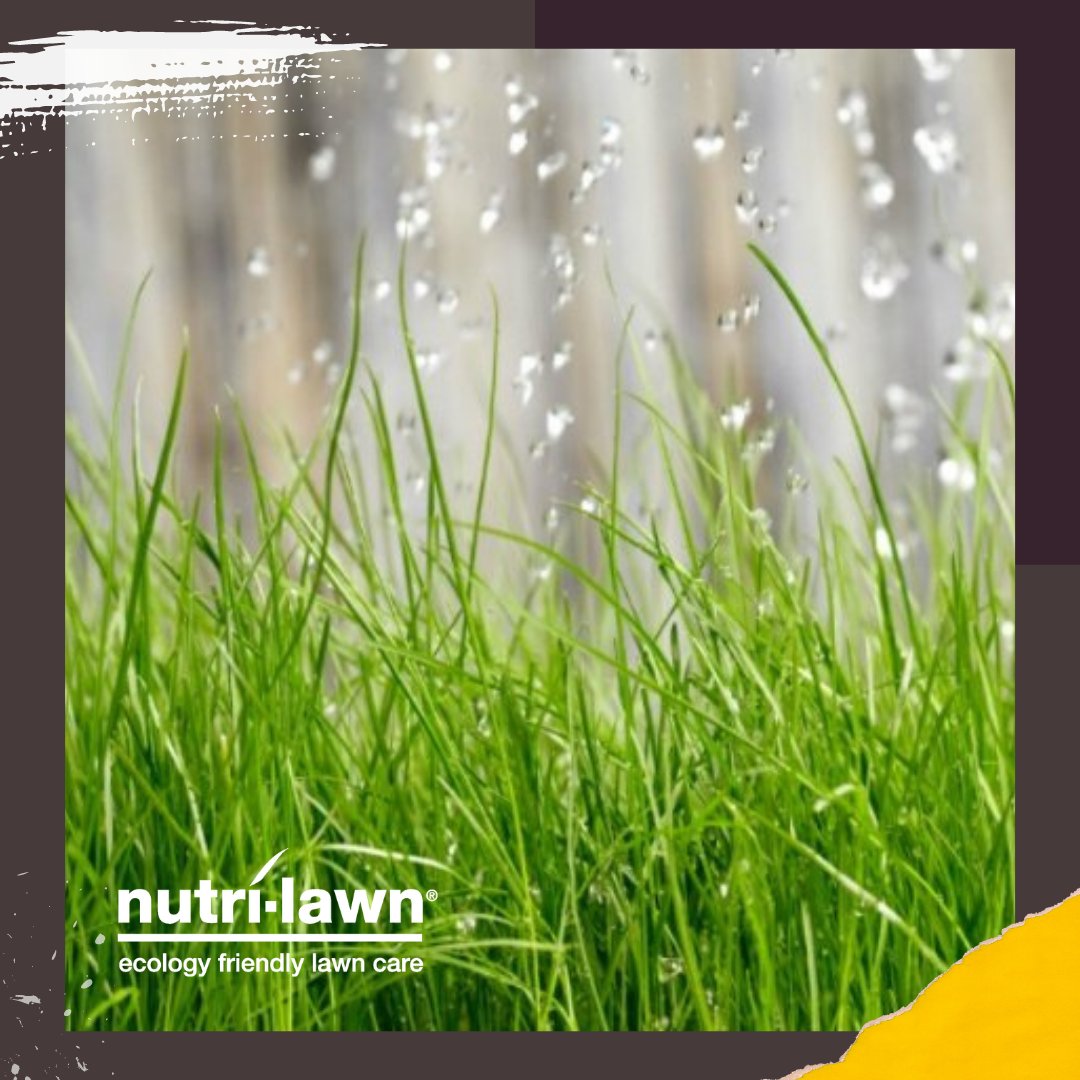 #TipTuesday // Avoid watering in the afternoon because a large percentage of the water is lost to evaporation. 

#nutrilawn #lawncare #lawns #greengrass
