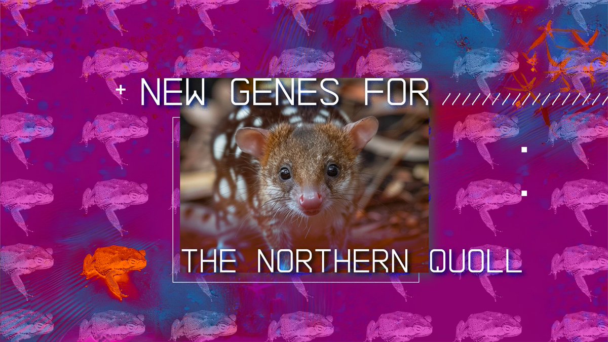 How does a key discovery from our Thylacine de-extinction work help save the endangered northern quoll from extinction?

Read our latest blog post: bit.ly/3ytVgNb

#Bioscience #Conservation #Genetics #NorthernQuoll