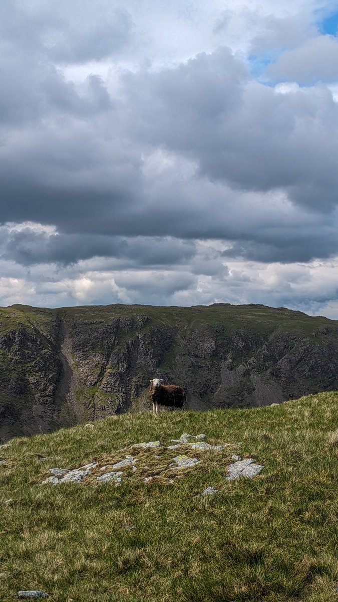 A herdy lovin it quite frankly 🐑💚

#LakeDistrict