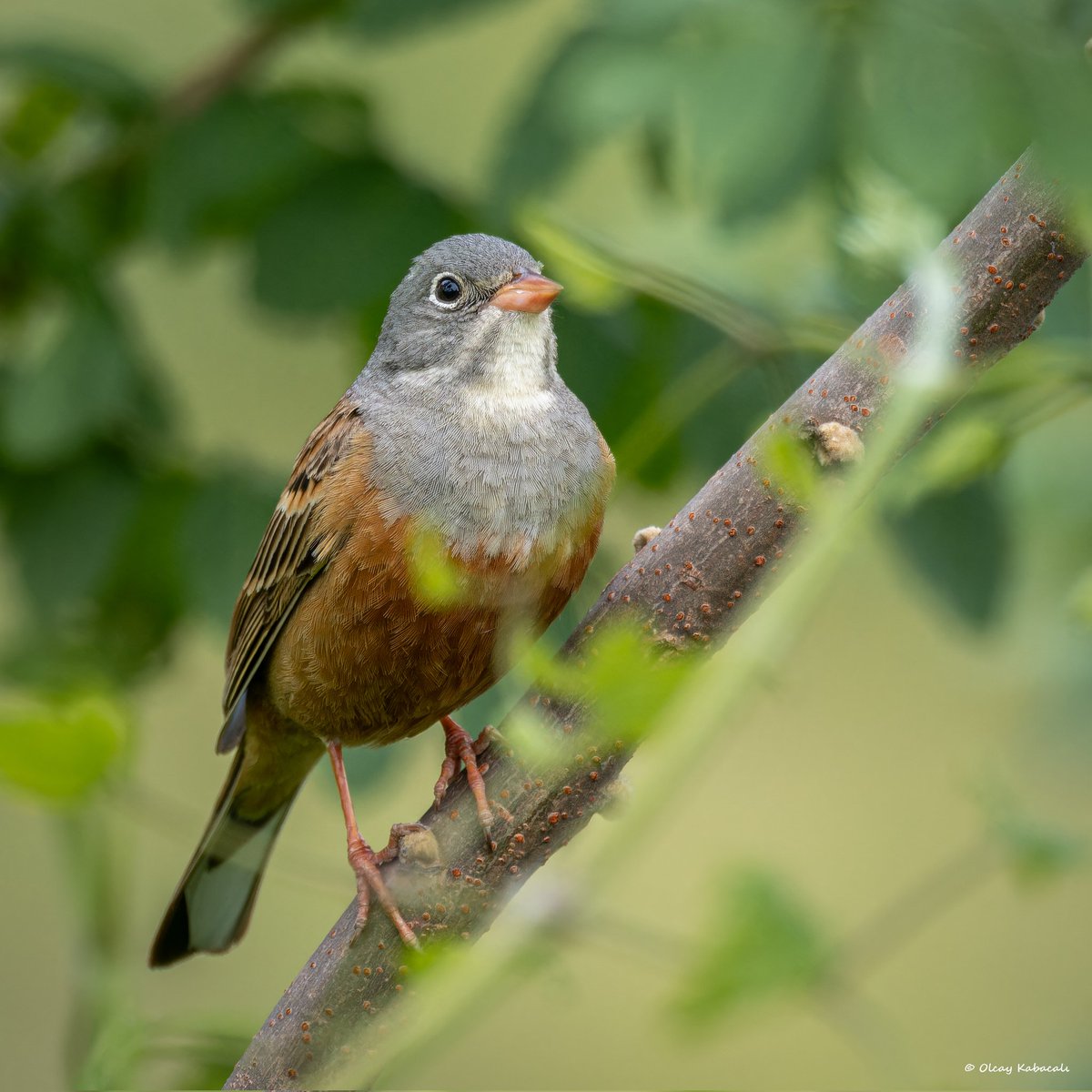 Kiraz kuşu
Ortolan bunting
#hangitür #birdphotography #fujifilm