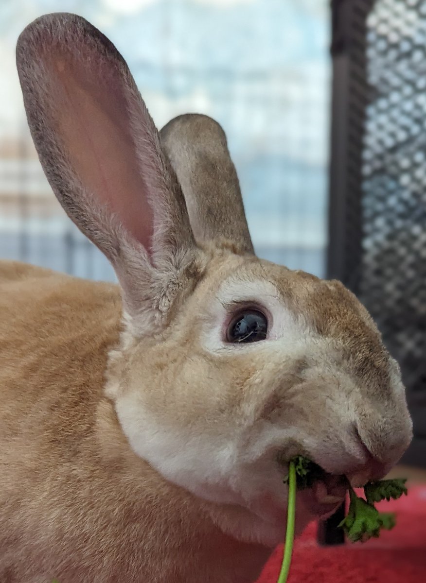 Charliecss's tweet image. 