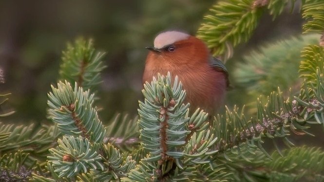 Happy Tuesday. #BIRDSTORY #BirdsOfX #naturephoto #NatureWonders #TuesdayBlessings #Tuesday