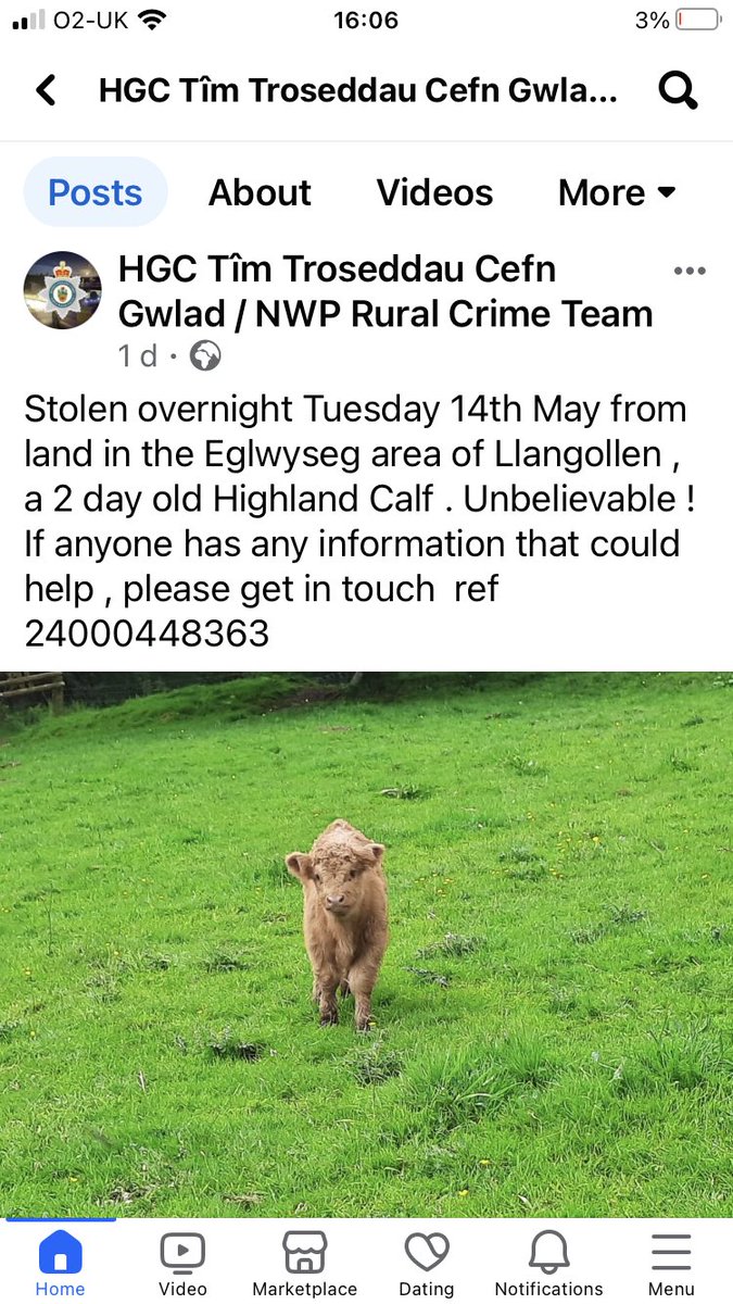 RachaelB100's tweet image. #Stolen #HighlandCalf
overnight Tuesday 14th May from land in the 
#Eglwyseg area of #Llangollen  #Wales 
A 2 day old Highland Calf 
Unbelievable ! 
If anyone has any information that could help , please get in touch  ref 24000448363
❗️URGENT Copied Facebook❗️