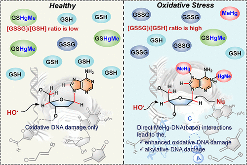 Uncovering the Role of Methylmercury on DNA Lesions at Cytotoxic Concentrations in Glutathione-Depleted Cells: Insights from Experimental and Computational Studies pubs.acs.org/doi/10.1021/ac… Roy and co-workers @InorgChem ⭐️Featured Article⭐️ #mercury #DNA #GSH #DFT