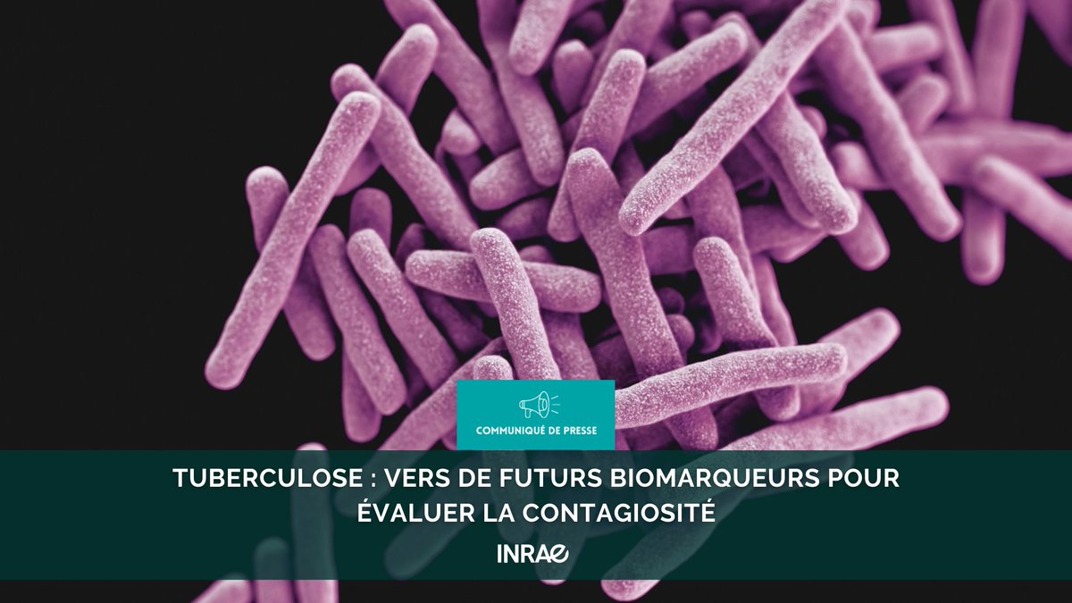 #RP_INRAE La #tuberculose est la deuxième cause de mortalité due à une maladie infectieuse à l’échelle mondiale, derrière la Covid-19. 👉Une équipe de recherche a découvert 2 sous-types de neutrophiles qui jouent des rôles opposés dans la réponse inflammatoire lors d’une