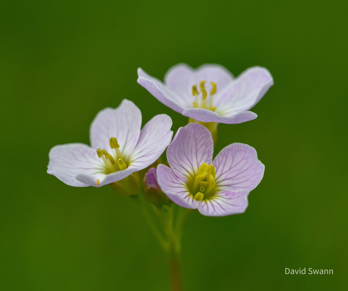 Cuckoo Flower (also known as Lady’s Smock, Mayflower, or Milkmaids). @NorthYorkMoors @YorksWildlife @WoodlandTrust @wildflower_hour @BSBIbotany