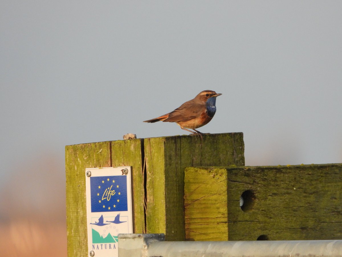 @vogelnieuws #natura2000