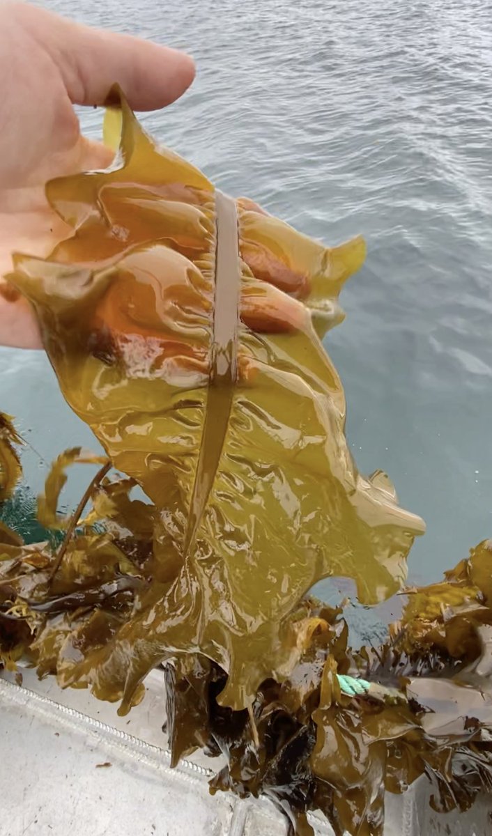 Blue Evolution is building a portfolio of intellectual property in seaweed genetics, farming, processing, logistics, biomaterials, and nutraceuticals, distinguishing us in the global effort against climate change! blueevolution.com/blog/earth-day…
#seaweedfarming #seaweedtech #seaweed
