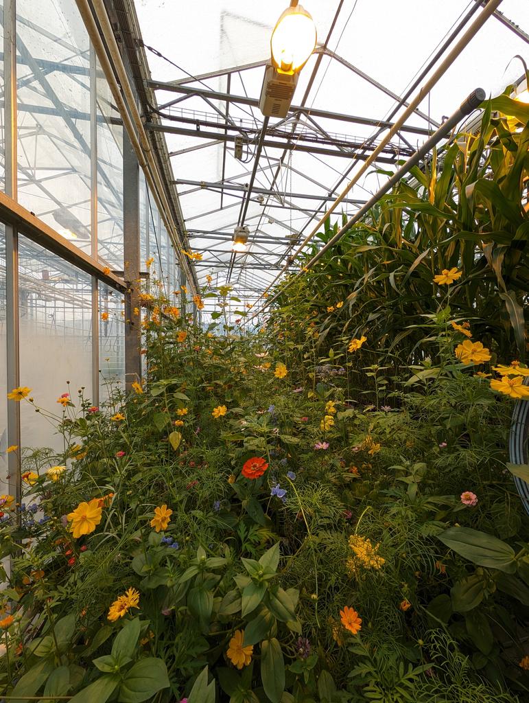 KU Leuven Plant Institute tweet media