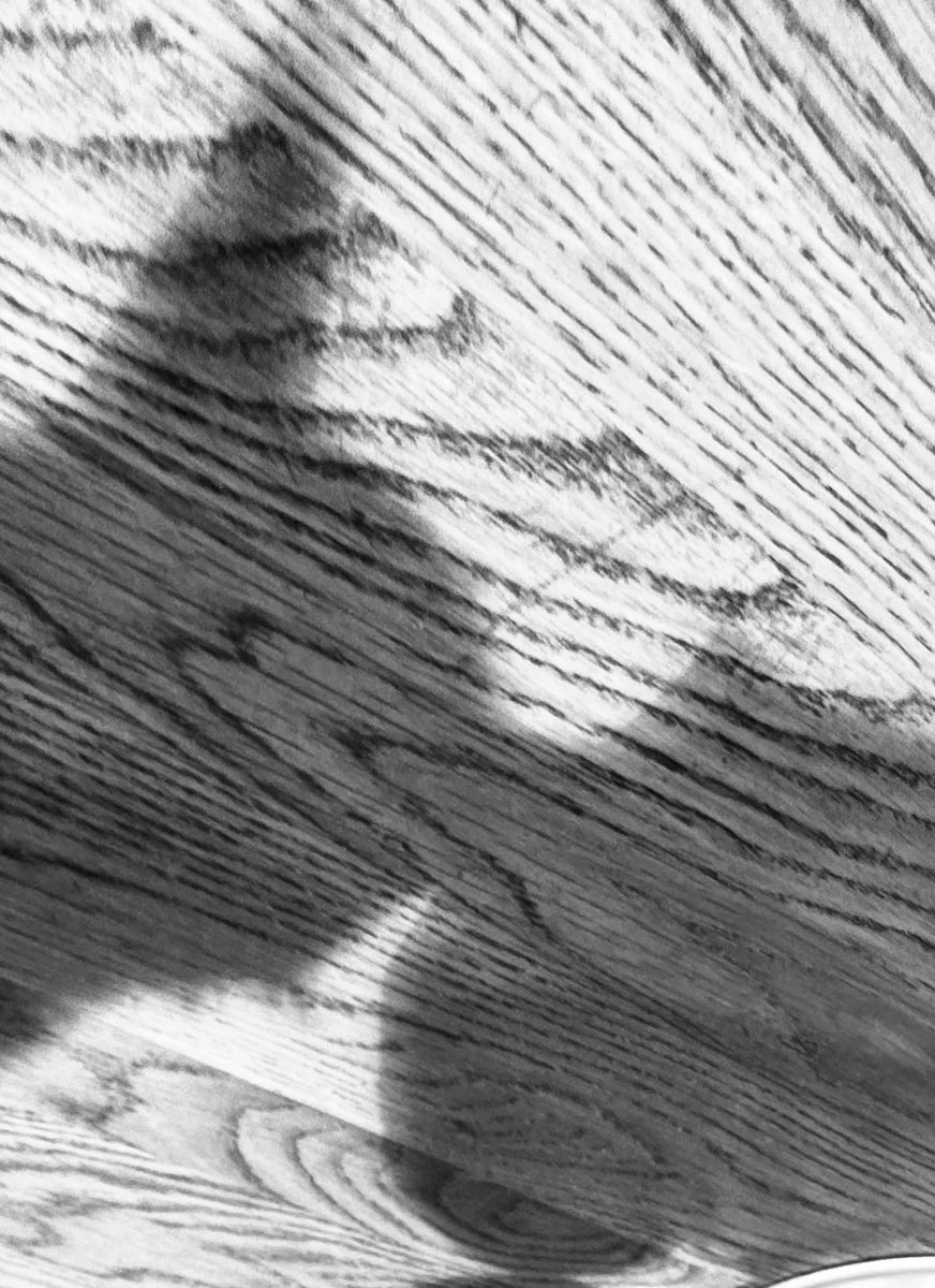 #photography #blackandwhite 

The shadows of two cats kissing on the wooden table
