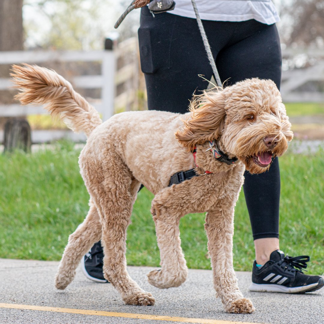 Why not bring your dog along on your #LegItForLiver challenge this June? Set yourself a target distance for walkies for the month and fundraise with a furry friend 🐶 Find out more: ow.ly/OtJt50RPcgM Not a dog person? There are plenty of other ways to get involved!