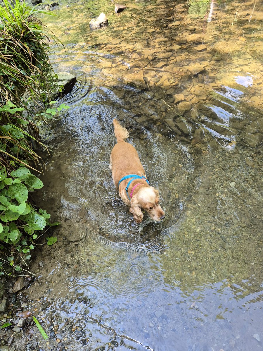 I went in the stream today but only up to my belly 😂