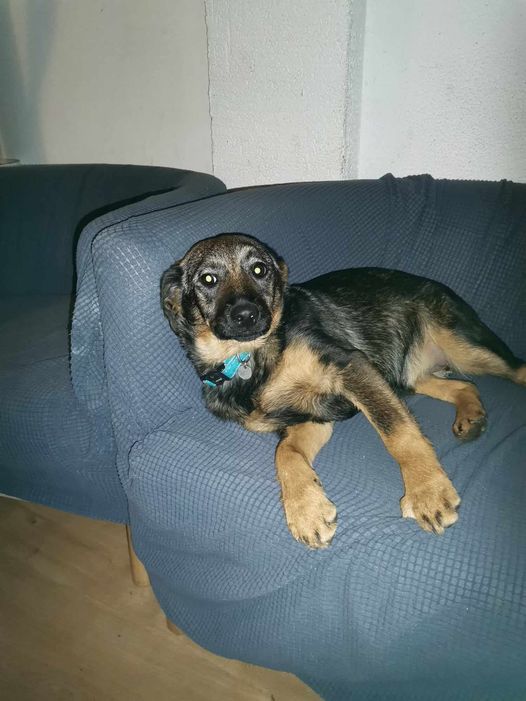 Mery🐶🙏🏡🆘💔To młodziutka sunia,która bardzo czeka na człowieka. To psie dziecko żyło w bardzo złych warunkach,a takie zwierzaki są  najcudowniejsze. Może ktoś pokocha tę dziewczynkę i da jej cudowny domek😍
Tel. 794-367-498  Nowy Sącz