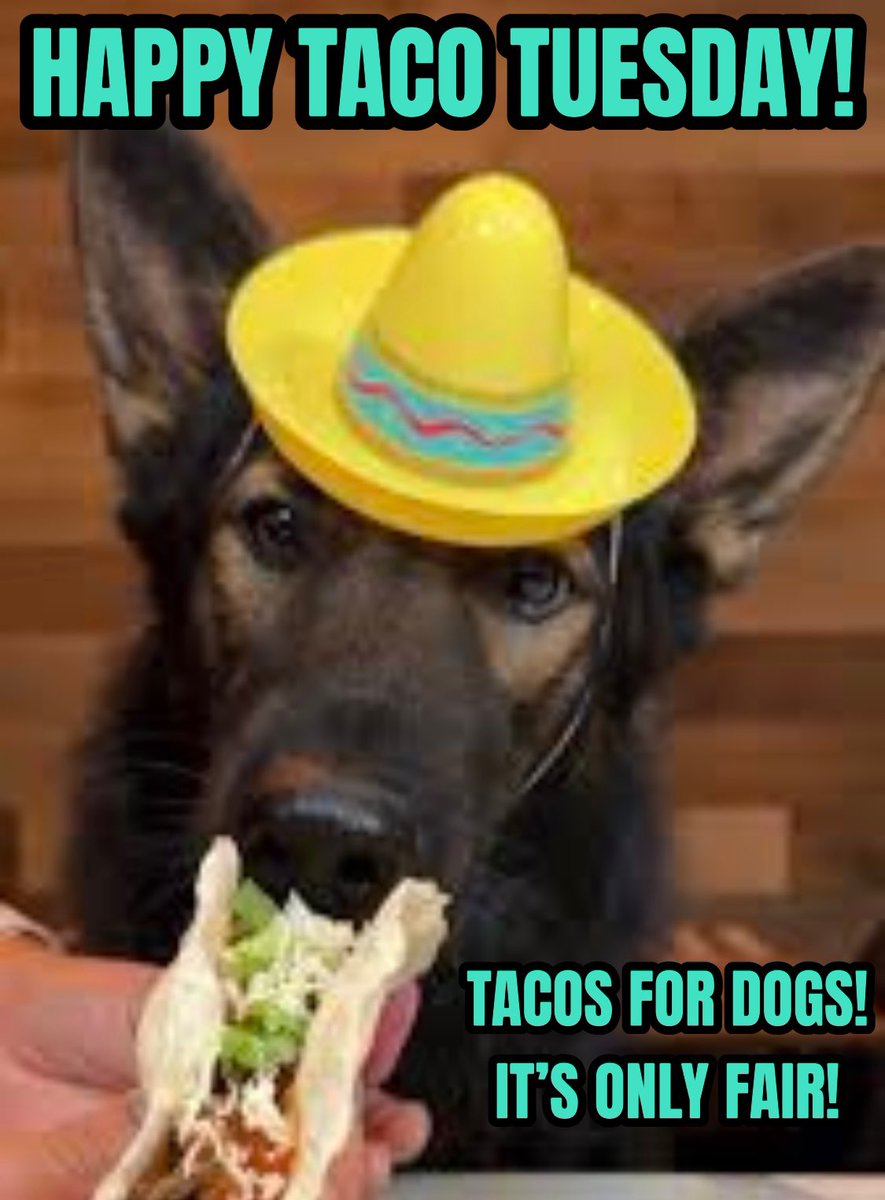 It’s all about inclusion. Dogs like tacos too. TACOS FOR DOGS! Happy taco Tuesday!