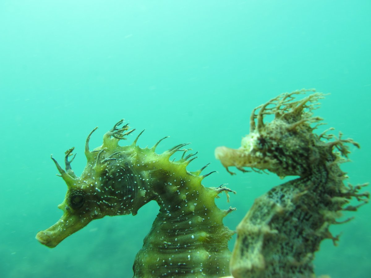 🌊 Once thriving, 🇵🇹 Ria Formosa’s seahorse population has dropped by over 90%. #EMFAF-backed HIPPOSAVE works to recover & conserve these unique creatures through habitat restoration and breeding them in captivity to be released in the wild. europa.eu/!QrJXGr