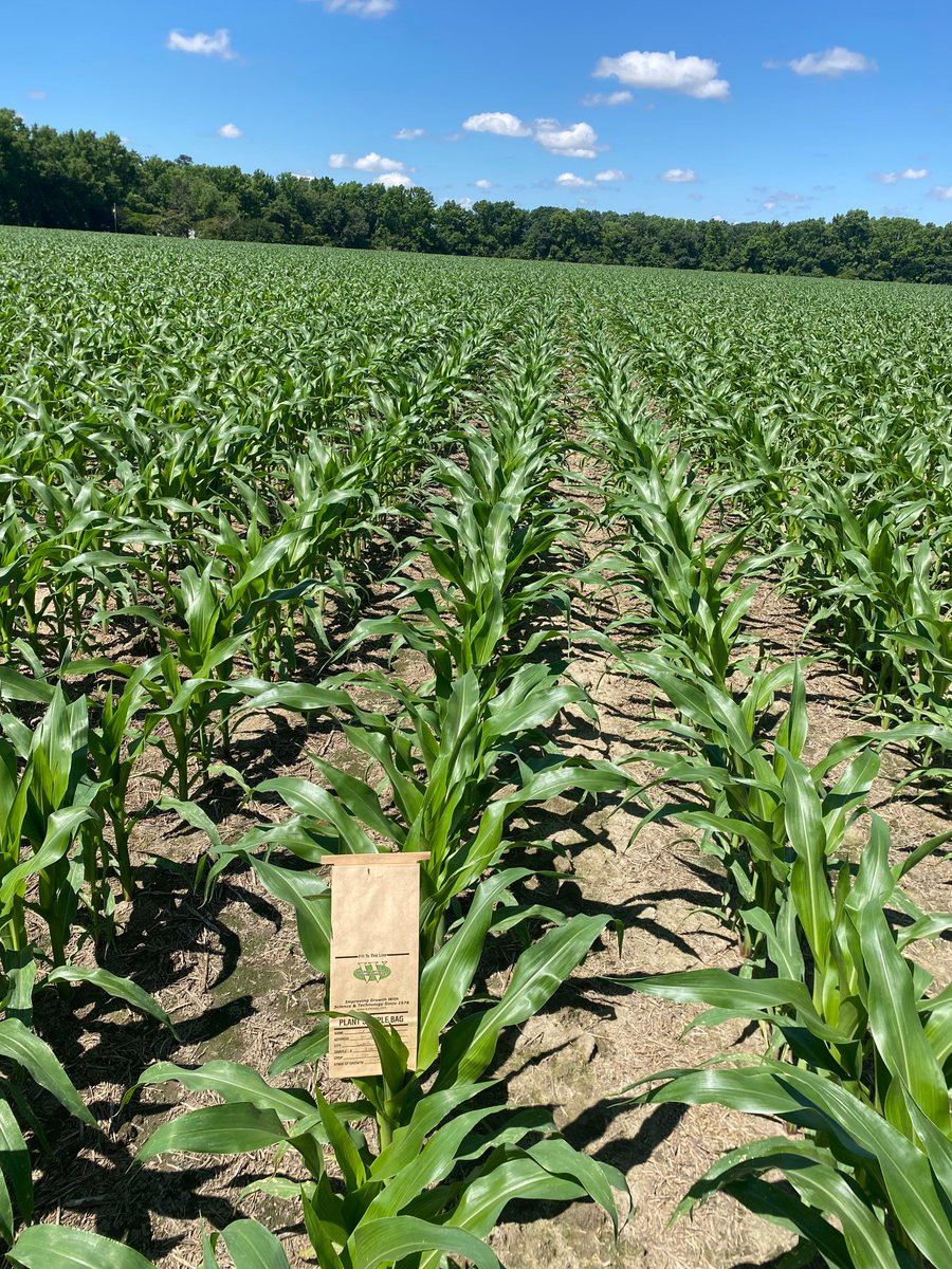 Love this time of the year!!  Nothing better than a lush green corn field!!  #tissue <a href="/bigyieldscorn/">Kalb Farms</a> <a href="/TerryVissing/">Terry Vissing</a>