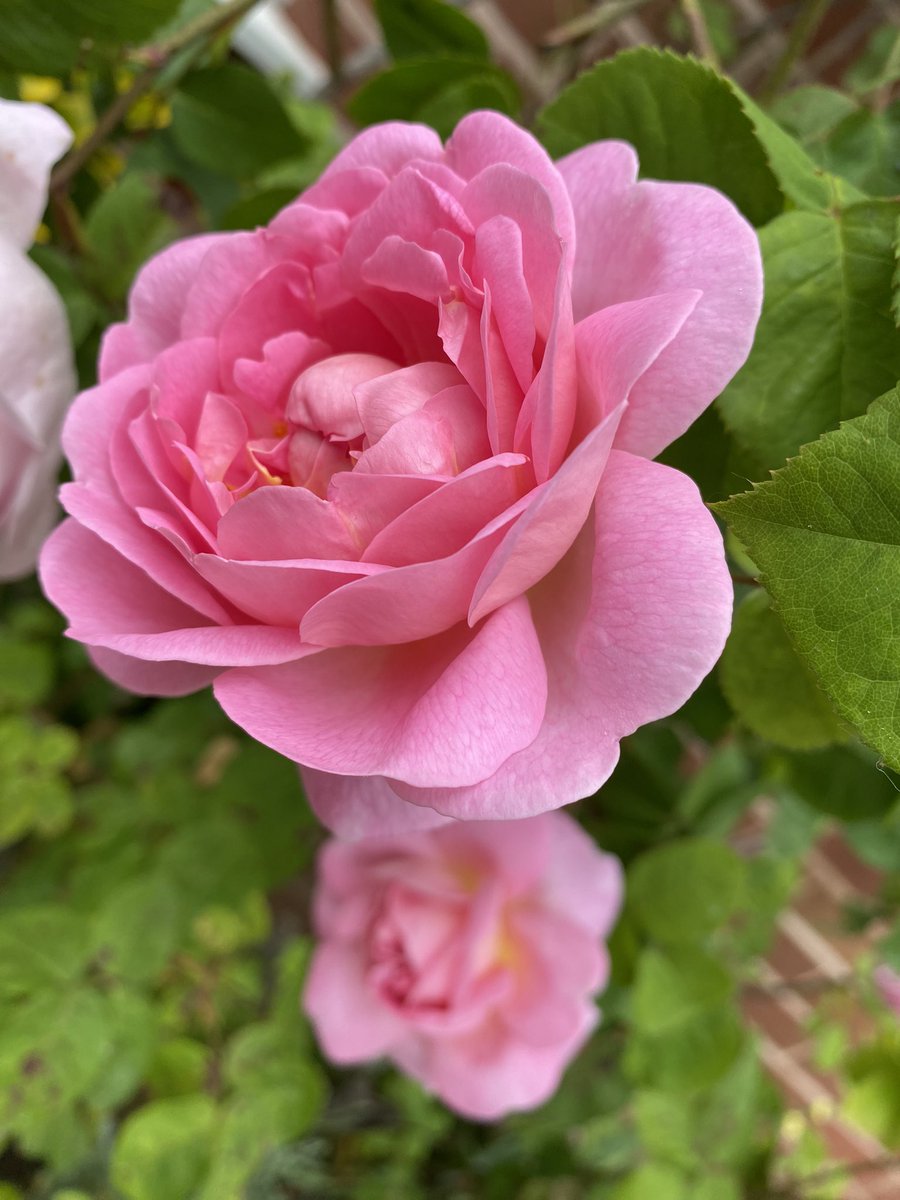 Constance Spry #Twofortuesday 💕such a beautiful pink. 

#GardeningX #Roses #RoseADay