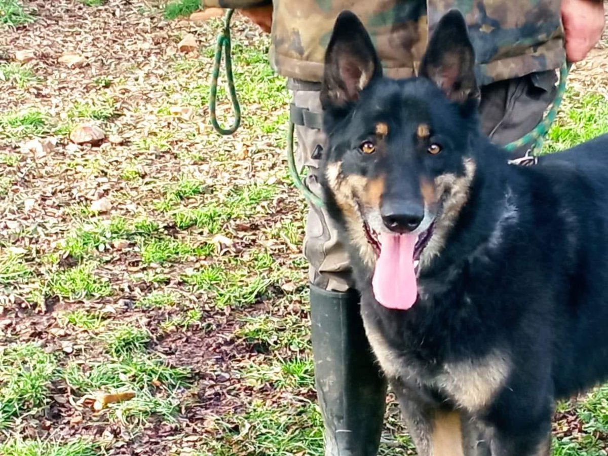 LunaProtectora's tweet photo. MORGAN🩷

Tiene 8 años. Es un perro fuerte, noble y precioso, al que le gusta jugar contigo, que le acaricies y dar paseos junto a ti.

Tiene buen carácter, tranquilo y obediente, algo dominante con otros machos.

Si quieres adoptarlo escríbenos protectorafundacionluna@gmail.com https://t.co/FmgzHhKaG0
