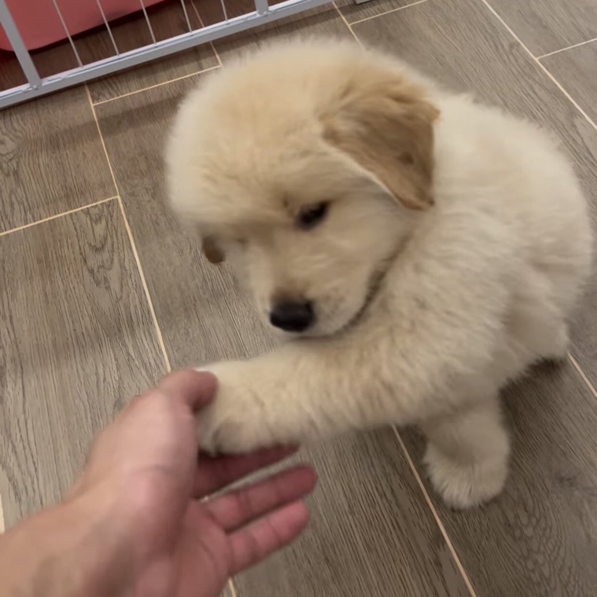 takemybear 🐶 tweet media