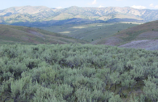 gb_science's tweet photo. Adaptive mgmt, #fire, and #restoration in sagebrush- A #webinar 5/24 @ 11 PDT with @USGS Lief Wiechmann &amp; Chad Hoffman @SRfirescience @NRfirescience https://t.co/mZMMQvBsYP