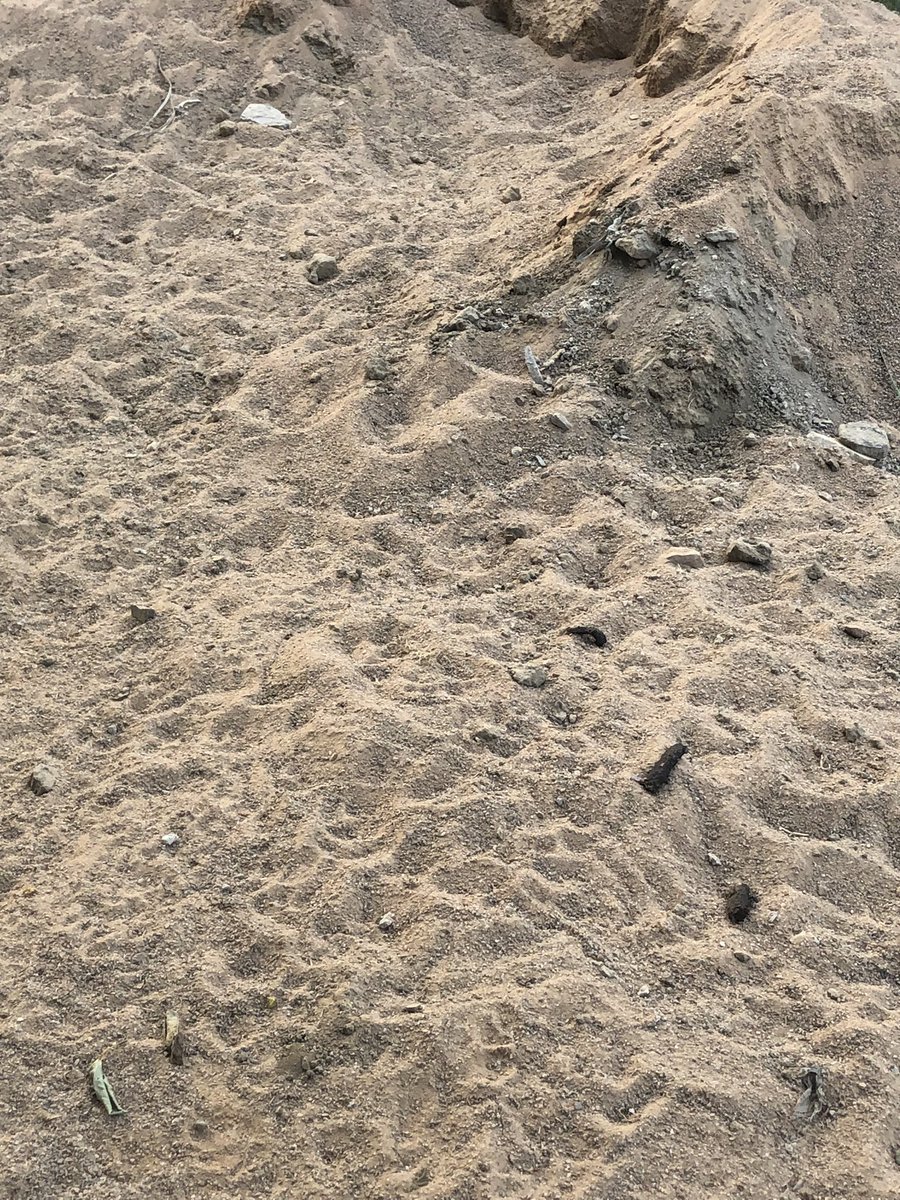 deepaka32868473's tweet photo. Green Belt;Homes -121, Sector -121,Noida. See how they are spreading stone chips mix dust on walk-in ramps.
Where 100 peoples walk daily. In a single rain those stones will come up.
@CeoNoida @NOIDAAuthority1 @myogioffice @CMOfficeUP @ANINewsUP @dr_maheshsharma @PankajSinghBJP https://t.co/CBN46cFBfL
