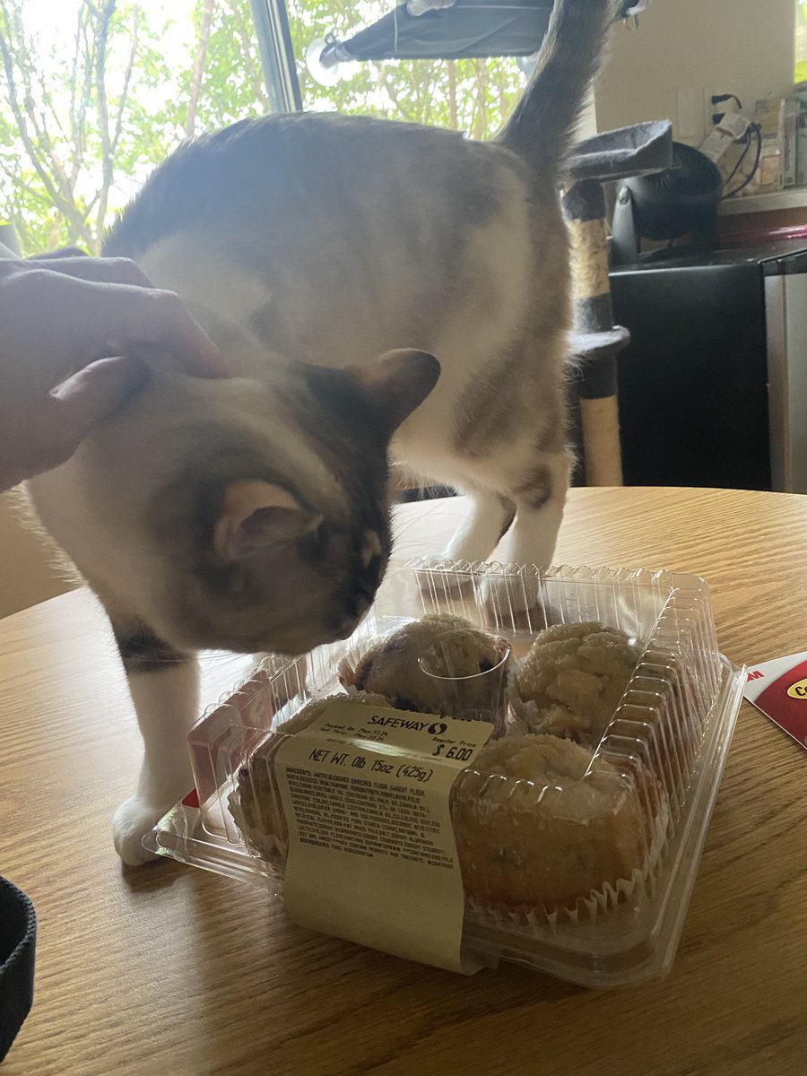 elfbar420's tweet photo. happy birthday rico!!! (ft birthday muffins) https://t.co/cCTXMRehFl