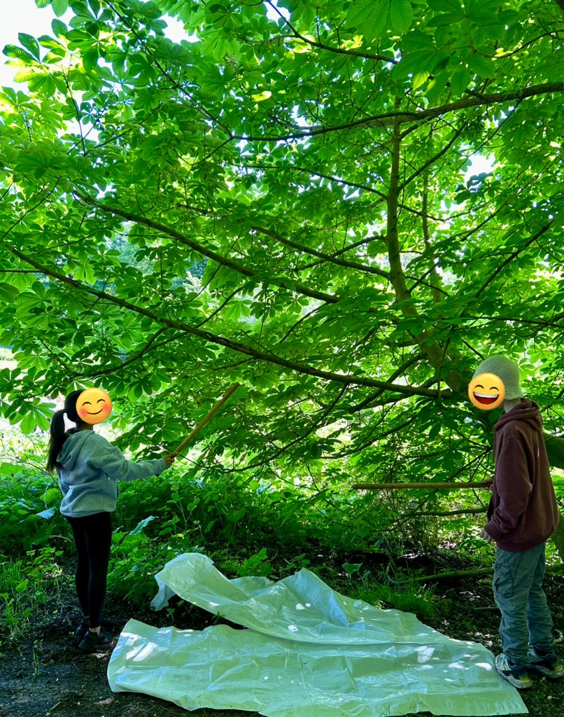 missmurphybio's tweet photo. Had a great day at Mugdock Country Park trying some different sampling techniques! 

Making the most of the sunshine and outdoor learning week! 🌞🌿🐛 @BoclairBiology https://t.co/pfgYvMUAaP