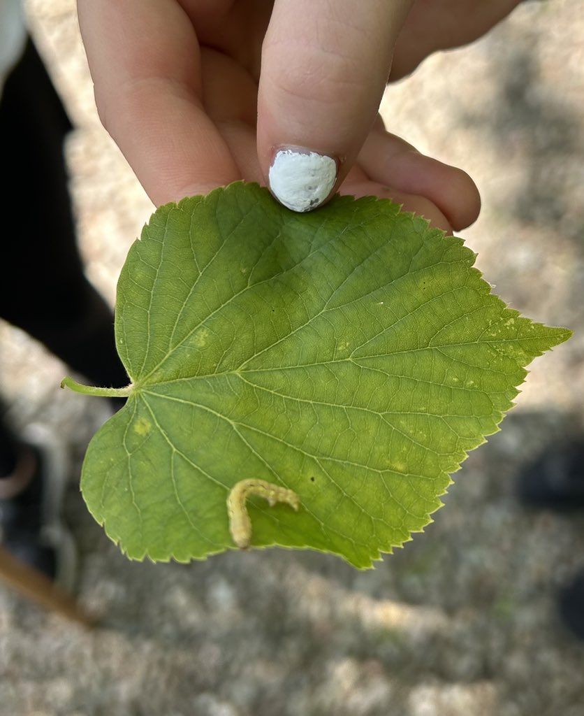 missmurphybio's tweet photo. Had a great day at Mugdock Country Park trying some different sampling techniques! 

Making the most of the sunshine and outdoor learning week! 🌞🌿🐛 @BoclairBiology https://t.co/pfgYvMUAaP