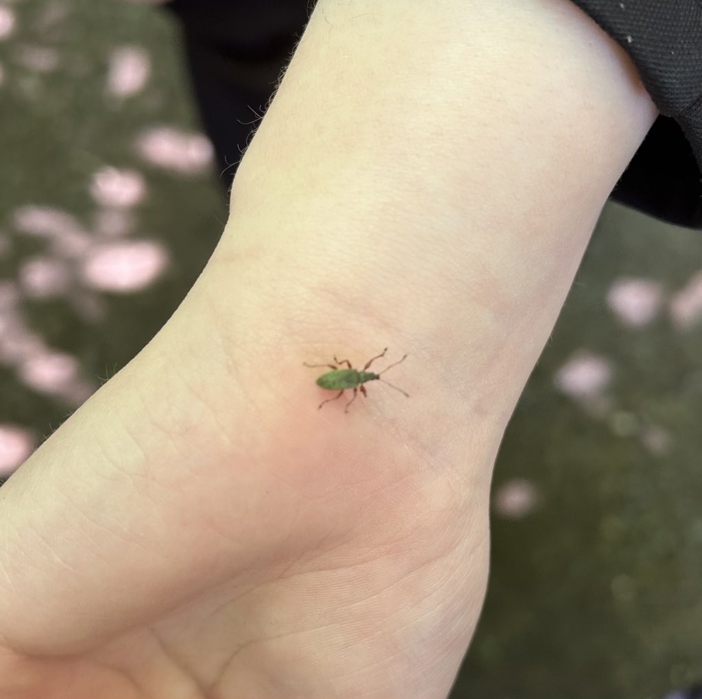 Miss Murphy (@missmurphybio) on Twitter photo Had a great day at Mugdock Country Park trying some different sampling techniques!
Making the most of the sunshine and outdoor learning week! ππΏπ <a href="/BoclairBiology/">Boclair Academy Biology</a> Had a great day at Mugdock Country Park trying some different sampling techniques!
Making the most of the sunshine and outdoor learning week! ππΏπ <a href="/BoclairBiology/">Boclair Academy Biology</a>