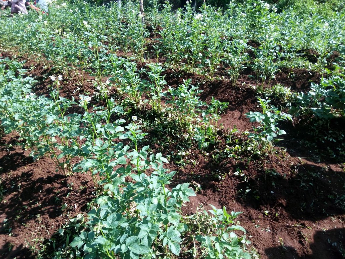 Smallholder farmers while weeding their potato plots with E-kakashi, a smartfarming system, supports the advisory process of the crop lifecycle in Bullessa Kebele of Aleta Wondo District in Sidama region.