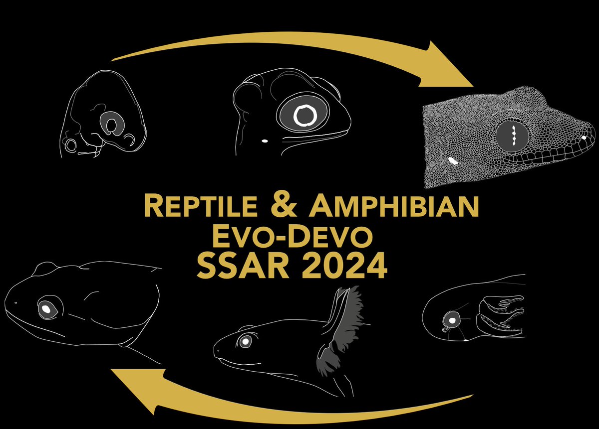 Super stoked about this symposium next month at @SSAR2024! Thanks again to @ssarherps for sponsoring, my co-organizers (@danpaluh, @holy_anole, @MollyCWomack), and all of the speakers! This is going to be awesome. #SSAR2024 #Herpetology #EvoDevo