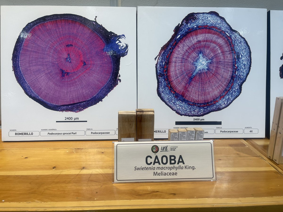 BitacoraEc's tweet photo. #CienciaUtil para el control forestal y el combate a la tala ilegal 

Hoy se presentó en #Quito la Xiloteca de la @UNLoficial que es la colección de maderas para conocer el valor científico y económico de las 400 especies de árboles del Ecuador.

Al momento tienen identificadas 110 especies y están desarrollando una herramienta que permitirá la identificación de las especies que se transportan y comercializan en 🇪🇨utilizando imágenes y una extensa base de datos. 

Se desarrolló con el apoyo de @forestservice @USAID @EcuadorUnodc

Esperamos que esta herramienta sirva para identificar las inconsistencias de las guías de movilización que emite @Ambiente_Ec 

Detalles de la Xiloteca en https://t.co/k2jd7nL9ig