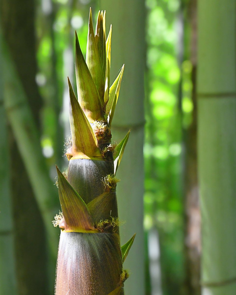 Duke Gardens (@dukegardens) on Twitter photo Visitors love the bamboo at #DukeGardens but often hate it in their own gardens. Learn more about this fascinating plant in “Botany Spotlight: Bamboo” (5/23, 1-3PM) w/the founder of <a href="/BrightsideBoo/">Brightside Bamboo</a>. Read more about bamboo here: duke.is/GTbamboo PC: W.Hanley #DurhamNC #DukeU Visitors love the bamboo at #DukeGardens but often hate it in their own gardens. Learn more about this fascinating plant in “Botany Spotlight: Bamboo” (5/23, 1-3PM) w/the founder of <a href="/BrightsideBoo/">Brightside Bamboo</a>. Read more about bamboo here: duke.is/GTbamboo PC: W.Hanley #DurhamNC #DukeU