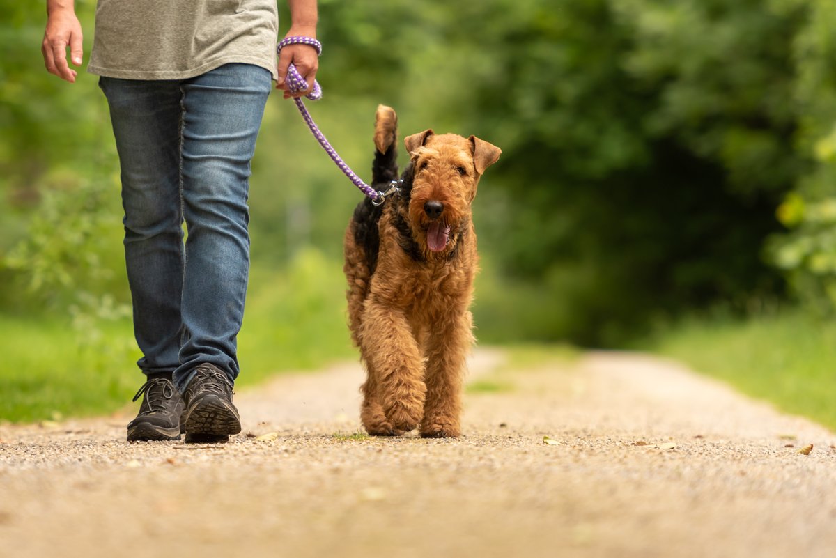 Most dog attacks could have been prevented if the dogs were leashed.
Just the simple act of keeping dogs on leashes protects everyone in the community. 

Learn more at toronto.ca/DangerousDogs.