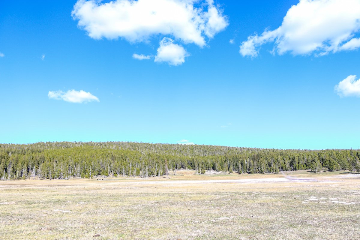 Can you find the lone bison and the three grizzly bears from this picture from Yellowstone National Park?