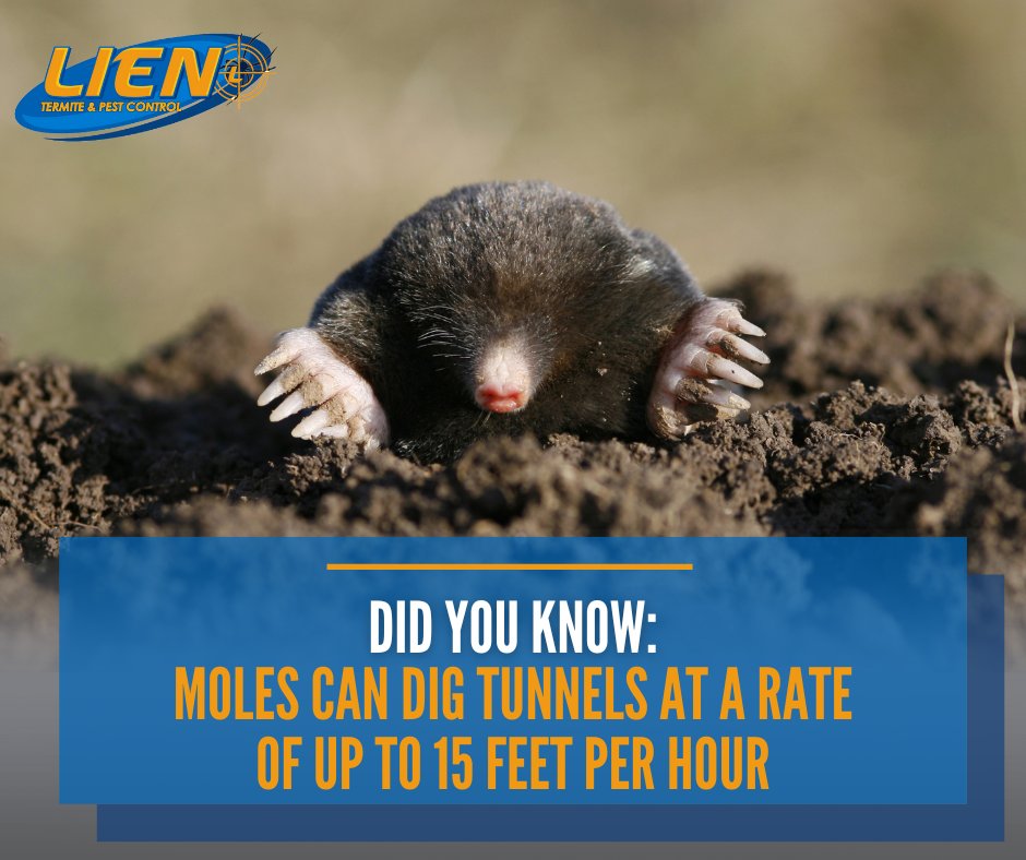 If you've spent your spring perfecting your yard, don't let moles ruin your hard work! Digging at a rate of 15 feet per hour, just one mole can wreak havoc on any plant in its path. #didyouknow #moles #pestcontrol #lientermite #lienonus