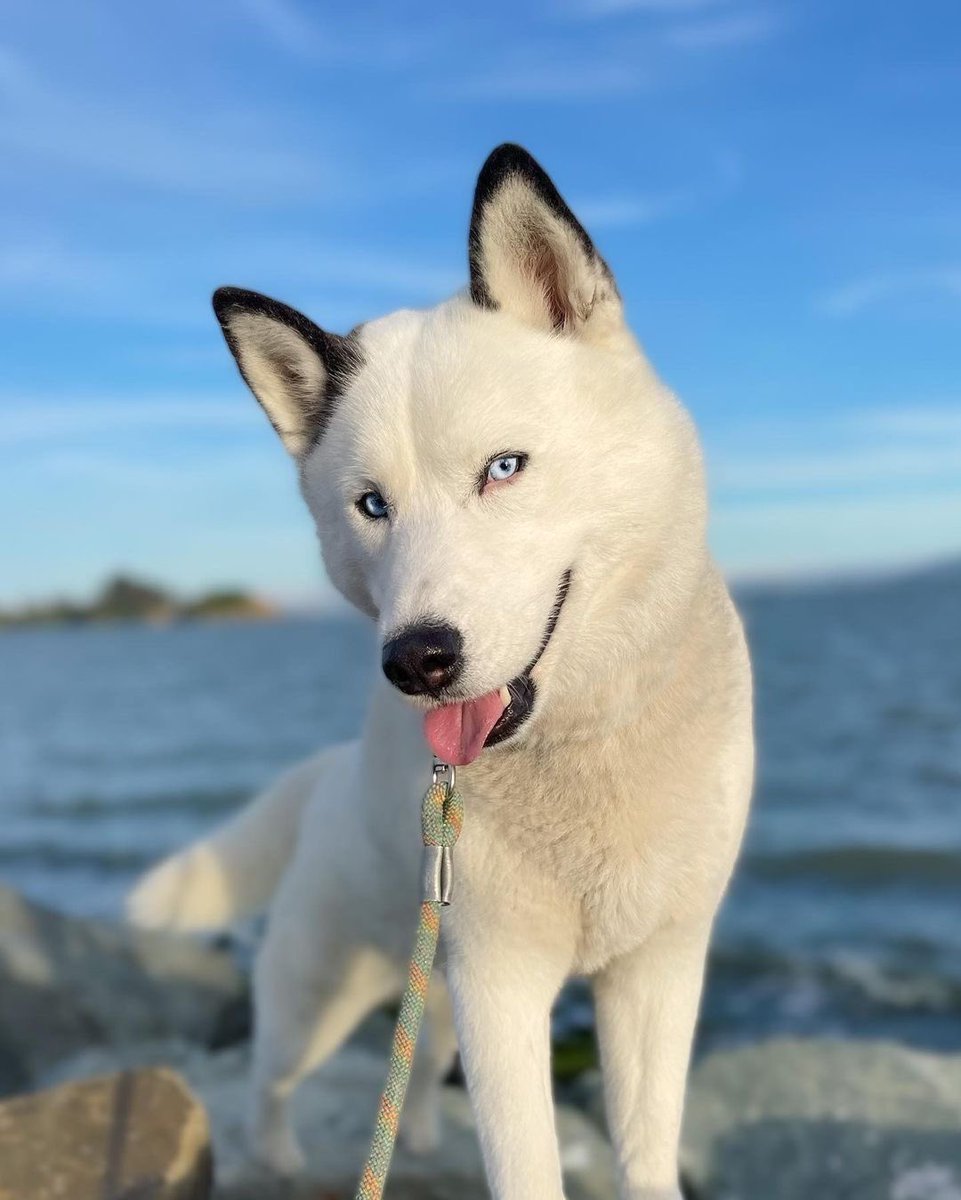 This is London. She has natural ear-liner. It is like eyeliner, but less goth. 14/10