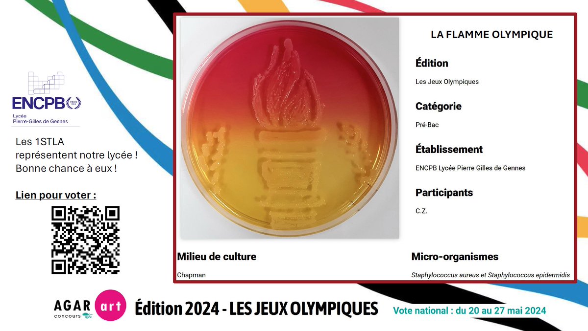Les 1 #STL #Biotechnologies participent cette année encore au concours national Agar Art.
Bravo à eux et à tous les participants ! Toutes les créations sont cette année encore, magnifiques !
Pour admirer et voter pour l’œuvre du lycée,
 c'est par ici :
 agar-art.alwaysdata.net/la-flamme-olym…