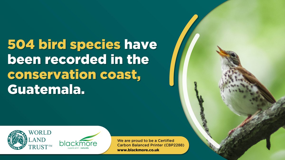 BlackmorePrint tweet media